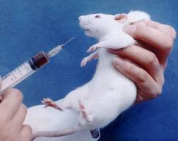 Science fair to ban experiments on animals from 2014