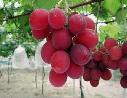 Japan’s luxury fruit masters grow money on trees