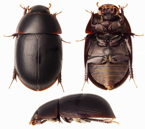 Expedition discovers 60 new species in Suriname