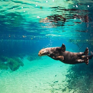 7 Surprising Facts About the Giant River Otter