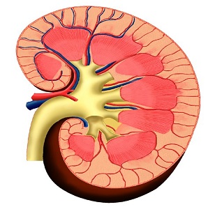 Foods for keeping kidneys healthy