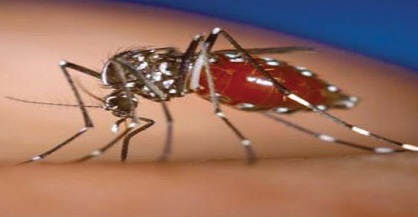 4,727 dengue cases in Delhi