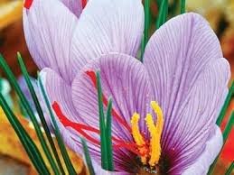 Riot of colour, fragrance in Kashmir’s saffron fields