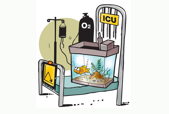 India’s first fish hospital to come up in Bengal