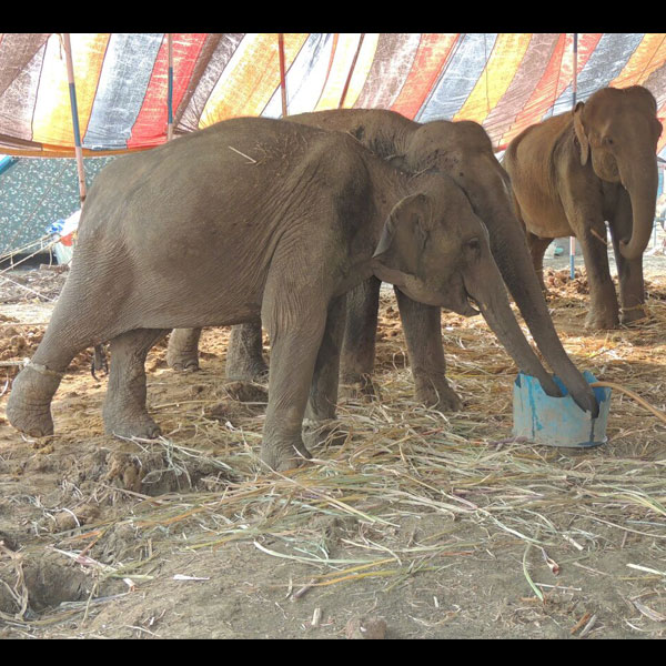 elephants rescued