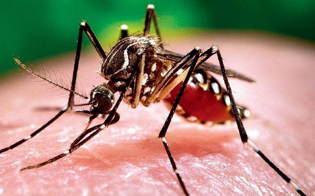 Chikungunya instances