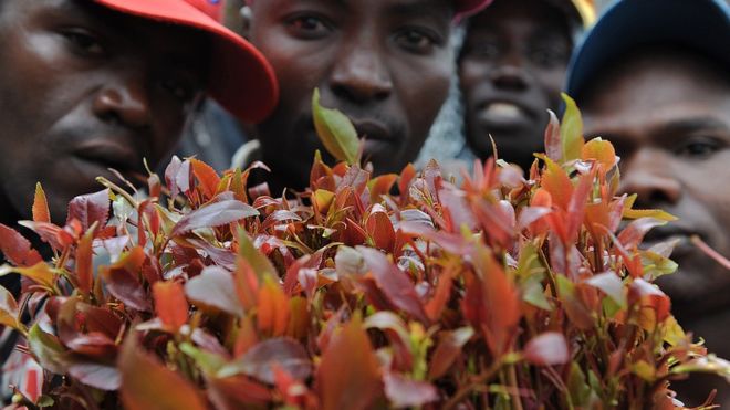 Kenyan khat import ban